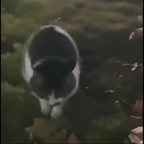 Drinking Cat