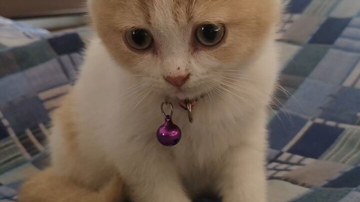 หนูชื่อเต้าฟู่ค่ะ