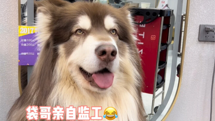 When I Dyed My Hair the Same Color as My Dog