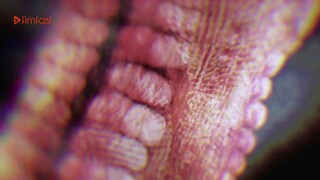 Mushikago no Cagaster - Tập 2 - 2021 - HD