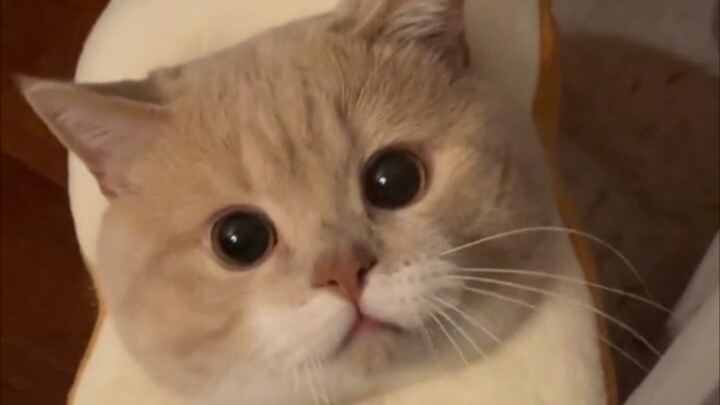 Imut banget, nggak punya kepala～