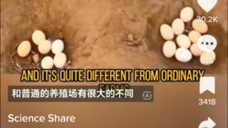 中国养鸡场让老外破防，鸡也有权利