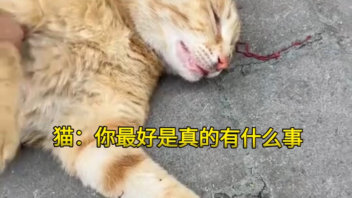 Kucing: Sebaiknya memang ada masalah yang sebenarnya.