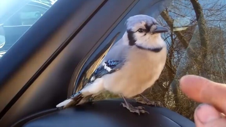 Burung jay biru yang ramah