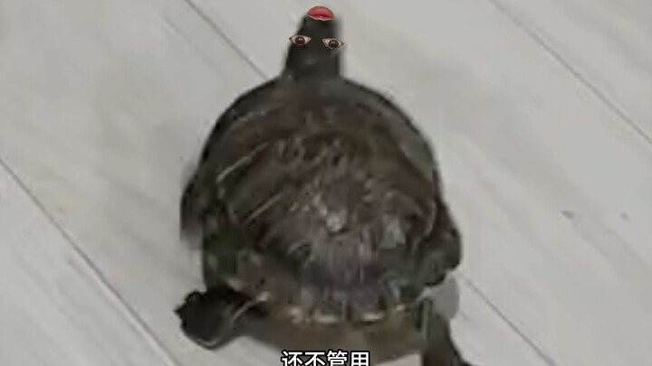 Turtle: There’s no such thing as truly understanding someone else’s pain.