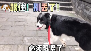 女主人遛狗时开个玩笑，没想到却走上了条不归路。