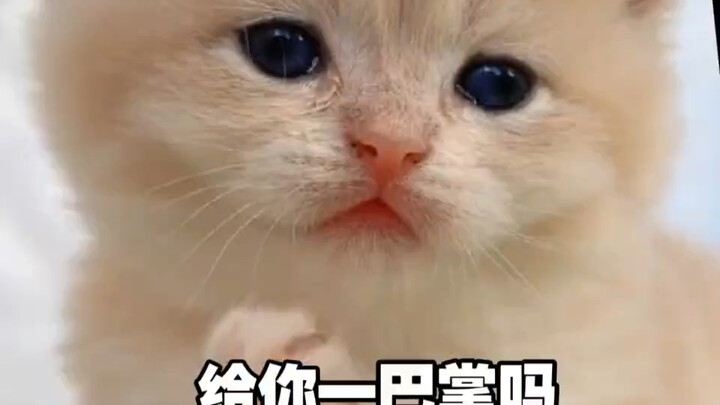 【القطة الحليبية ks ليست مزعجة】 أحدث فيديو متاح الآن، تابعونا!