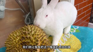 Tidak bisa membuka duriannya? Jangan khawatir, Bunny akan membantumu mengupasnya.