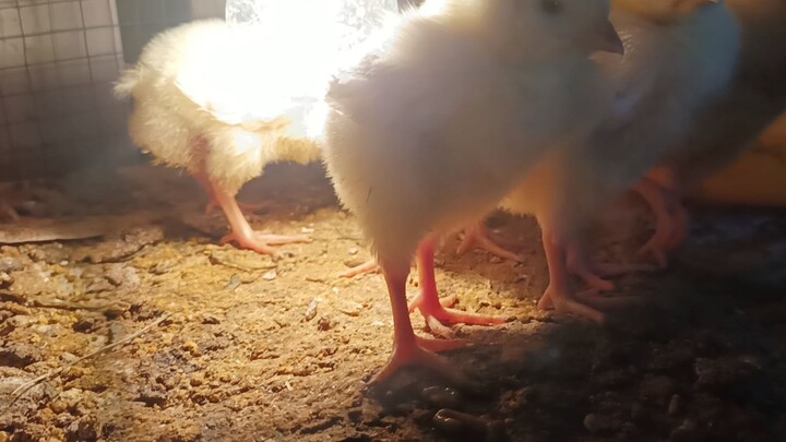solusi agar anak ayam mulus