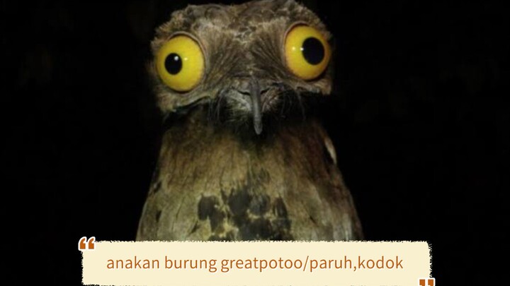 anakan burung greatpotoo