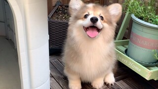 [Animals]Cute moments of a long hair corgi showering