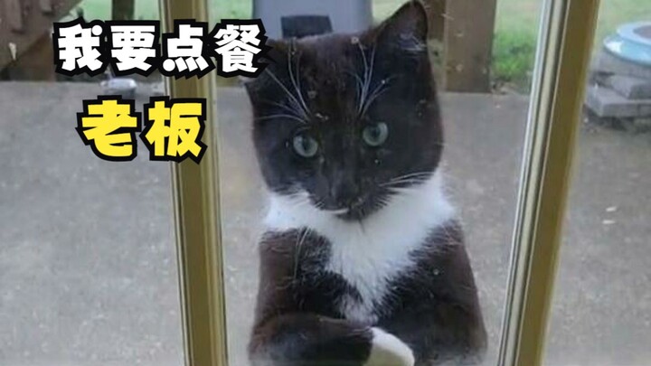 Have you ever seen a cat that crosses its paws and hugs its elbows?