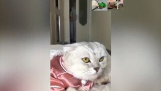 สัตว์โลก สายฮา