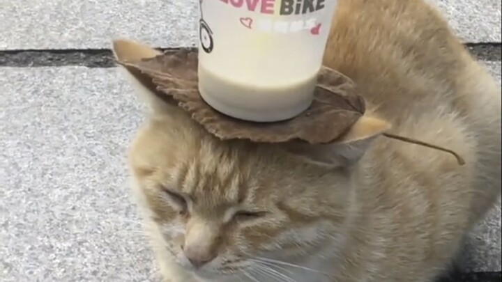 "Vua tán gái" ở trường đại học