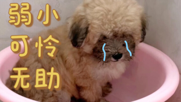 Did I pick up a fake dog?? Brought it home for a bath, and it didn’t move at all the whole time—so c
