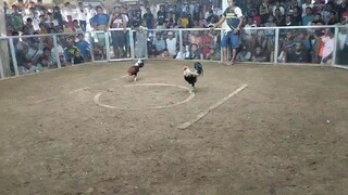 1st fight May 13 2025
