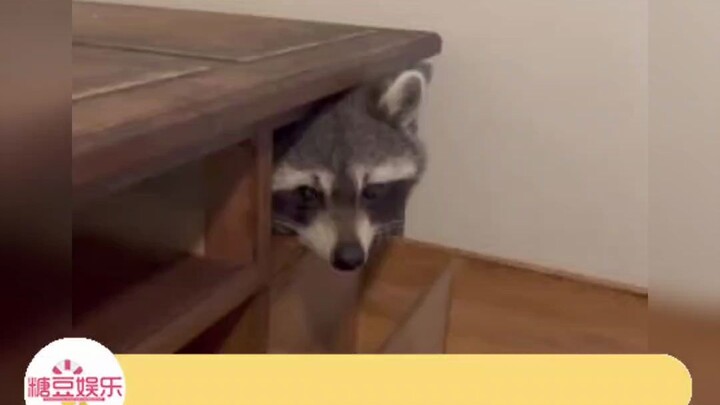 Xiongzi, do you have a sore back?