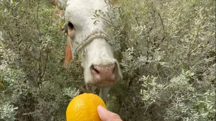 I was still filming the sleepy little cow when this guy suddenly popped out, begging for food.