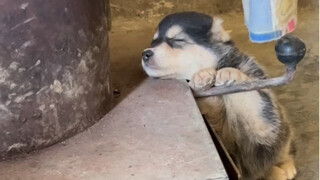 This dog looks so sleepy, just like me after the Spring Festival when I have to go back to work!