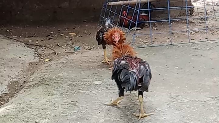 parang Hindi 2mnths Ang Palo🐓😁