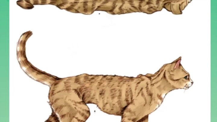 จะดูอย่างไรว่าแมวอ้วนหรือไม่