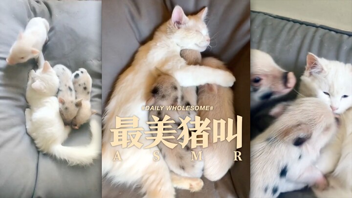 【Suara Telinga】Suara dengusan babi terindah