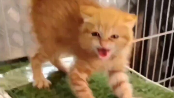 An uncle picked up a cat and taught them some simple tricks.