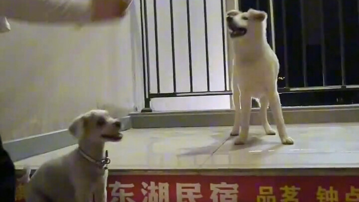 Anak anjing: Hei, Xiao Jiao Tang, si kecil penangkap jangkrik