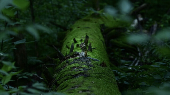 Ruthless critiques of photos in the comments section!