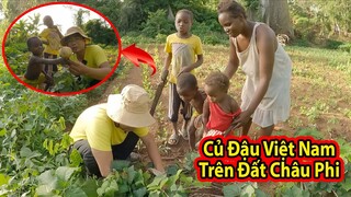 Tập 204: Team 2Q lần đầu tiên ăn củ Đậu trồng ở đất Châu Phi||2Q Vlogs Cuộc Sống Châu Phi