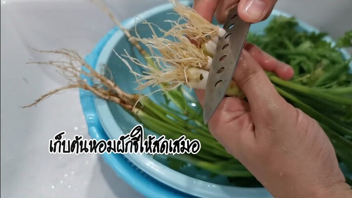 วิธีเก็บต้นหอมผัดชีให้ใหม่สดเสมอ