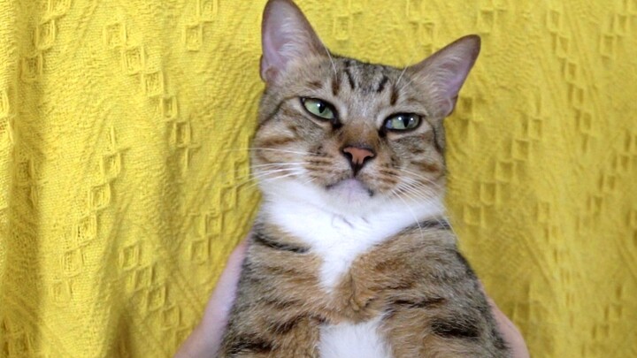 لا تستفز قطة بخيلة على مزاجك!