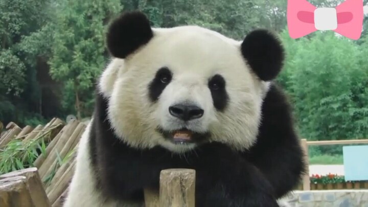 【Sijia the Panda】Cute Panda‘s Happy and Contented Life with Its Mommy