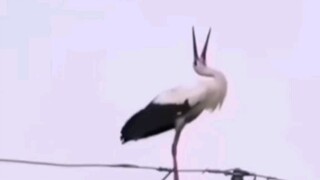出生啊