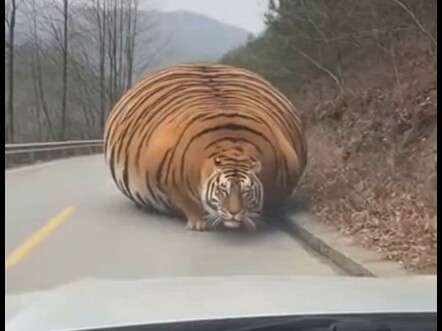 อะไรอยู่กลางถนนนี่?