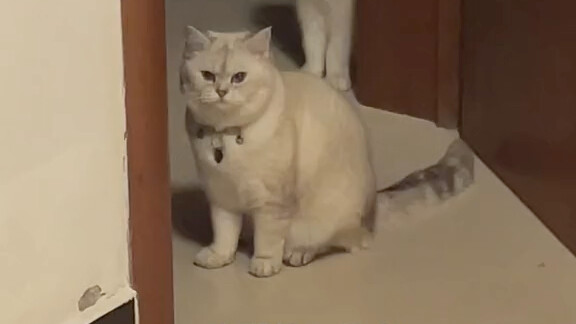 The little kitten finally learned to behave!