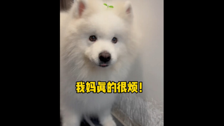 Đa Đa: Nhà ai tốt bụng mà còn để ý chó con ăn kẹo kiểu gì chứ?