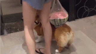 The various ways to use a dog