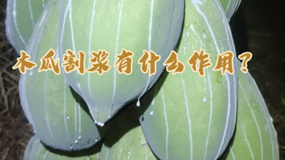 Cut the green papaya to harvest the milky white papaya pulp. What is the use of this pulp?