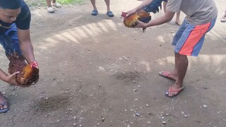 Binabae Vs. Alimbuyogin(1-HIT)