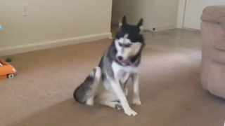 แก๊งค์หมาจอนป่วน EP2 พากย์ไทย