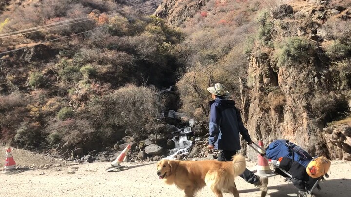 Pertempuran Seru Antara Hani dan Babi Hitam Tibet!