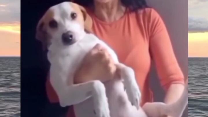 the dog