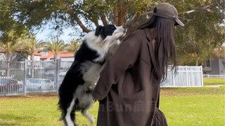 小狗跳上来背背真的超可爱啊！