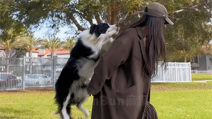 It's so adorable when the little dog jumps onto your back!