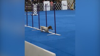 Si dachshund kecil berani mengikuti kompetisi agility dog, kaki pendeknya sudah berusaha sekuat tena