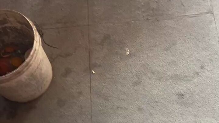 “I’ve been begging for ugly oranges, and now I’ve got one in my hand while the master’s is gone…🤤🤤”