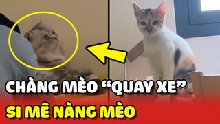 Chàng mèo QUAY XE SAY MÊ nàng mèo mình từng XUA ĐUỔI 😂 | Yêu Lu