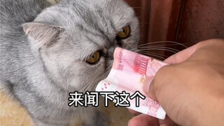 Did I raise a lucky cat?