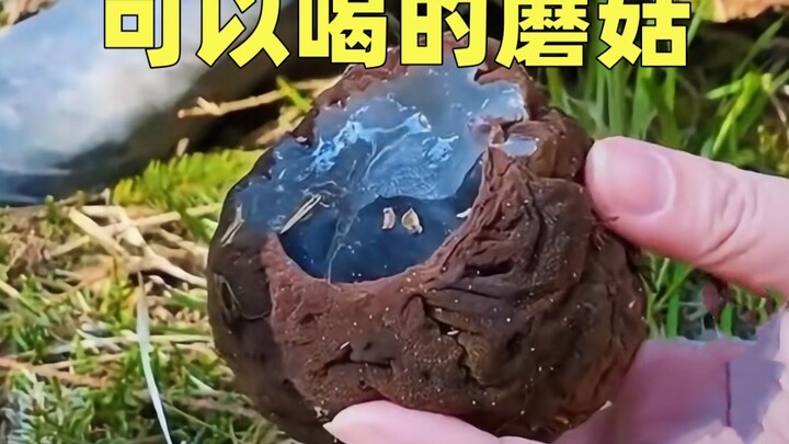 Jamur yang Bisa Diminum